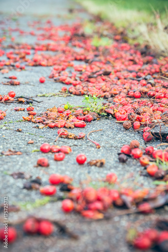 red berries on the footpath