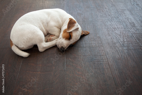 Fototapeta Naklejka Na Ścianę i Meble -  Puppy sleeping