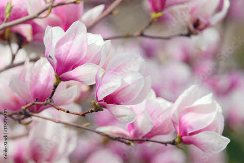 Magnolia Flowers, Tree Branch Detail © jStock