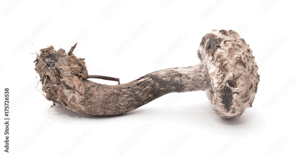 Fototapeta premium strobilomyces strobilaceus mushroom