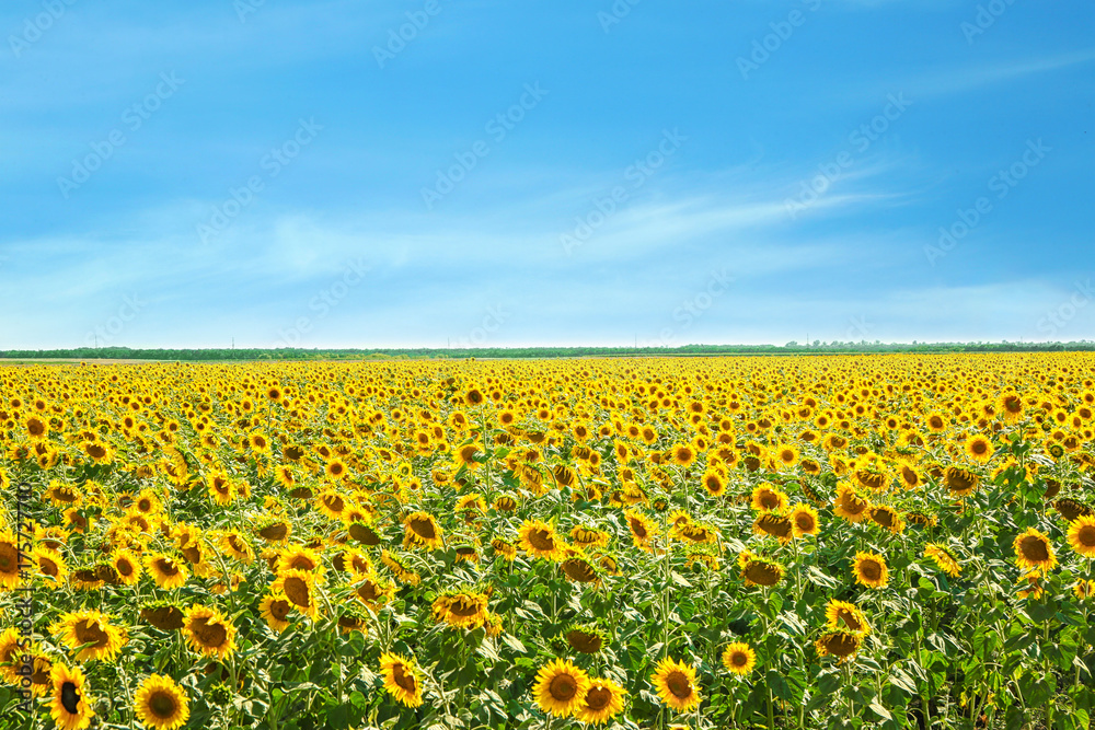 Beautiful sunflower field on sunny day