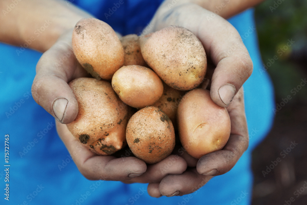 Man holding fresh potatoes, closeup Man holding fresh potatoes, closeup