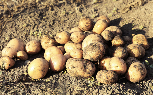 Fresh potatoes on soil