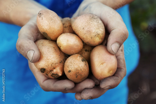 Man holding fresh potatoes, closeup