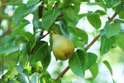 Ripe pear on branch in garden
