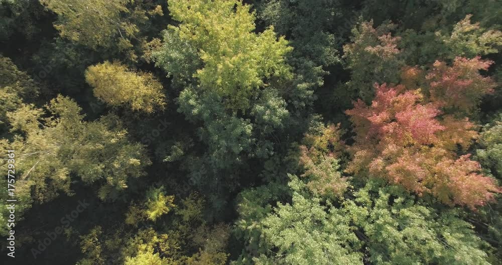 Aerial ascent top view flight over autumn trees in forest in september Aerial ascent top view flight over autumn trees in forest in september