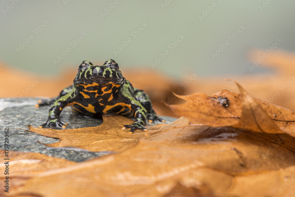 Naklejka premium A Fire Bellied Toad (Bombina Orientalis) sitting on a small stone, with orange leaves all around him