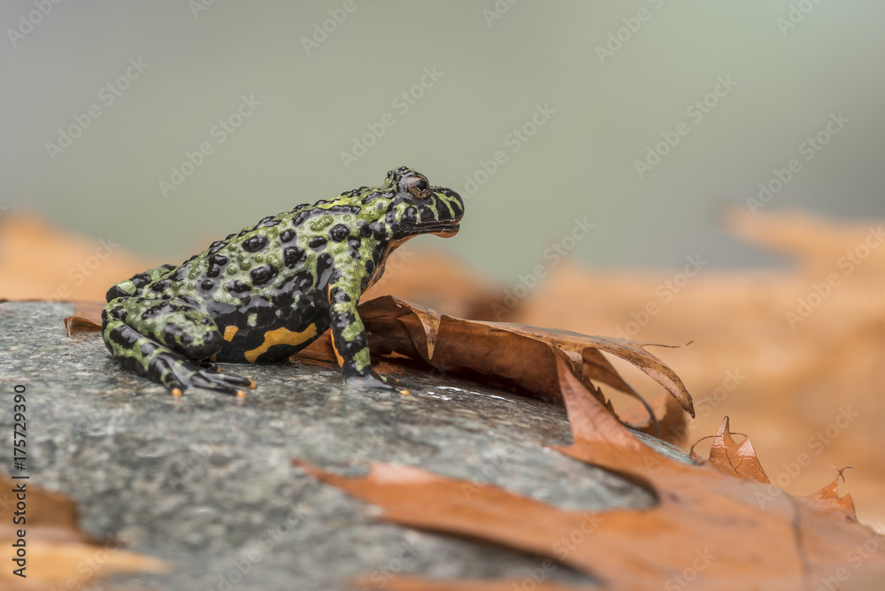 Fototapeta premium A Fire Bellied Toad (Bombina Orientalis) sitting on a small stone, with orange leaves all around him
