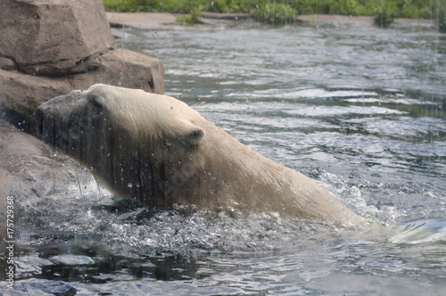 Polar bear in the water