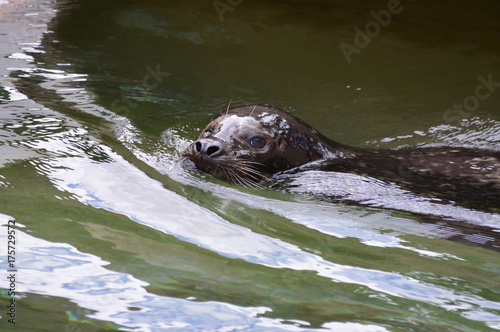 Harbor seal in the water