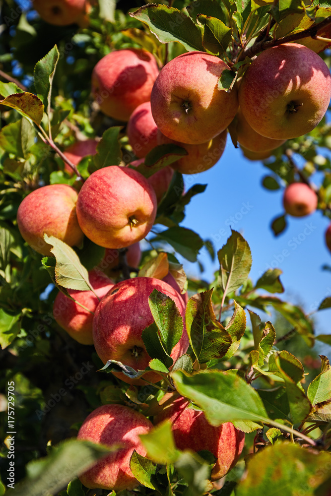 Obraz premium Apple Orchard
