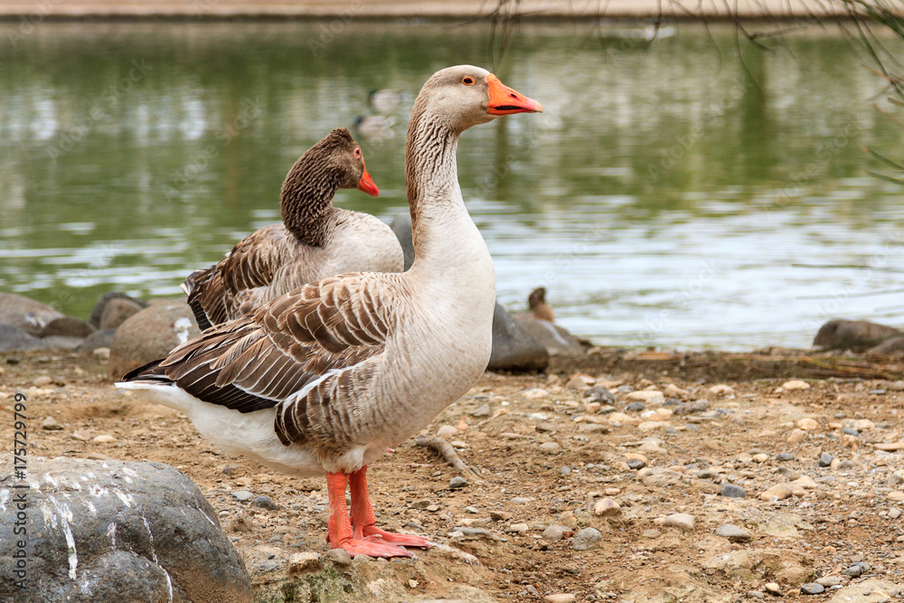 Fototapeta premium Closeup shot of big adult geese