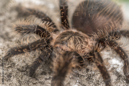 Close up of a Curly Hair Tarantula. Focus on the eyes.