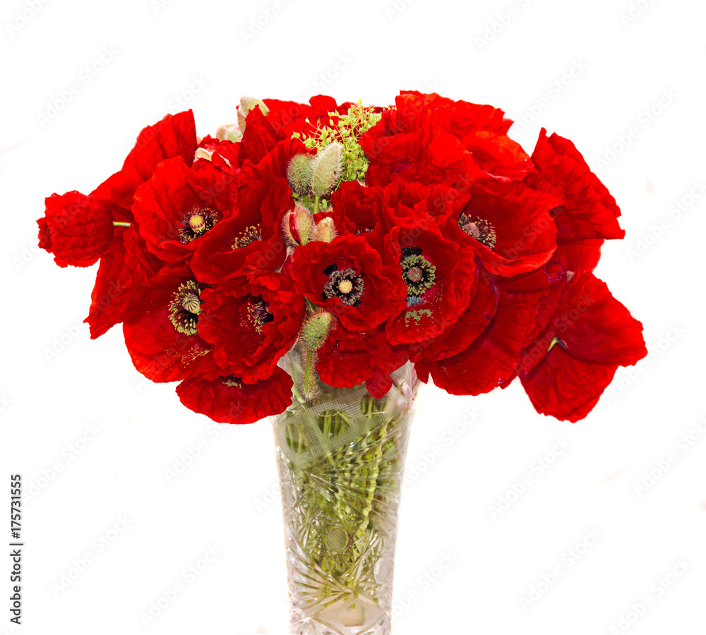 Bouquet of red wild flowers of Papaver rhoeas, corn field poppy with buds, close up