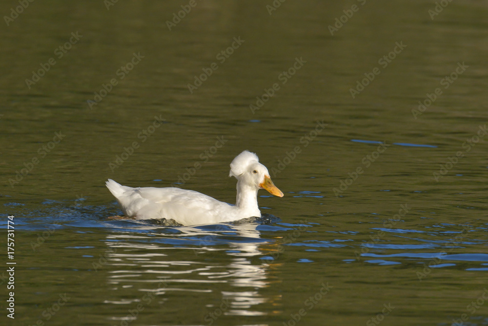 Hochbrutflugente im Teich Hochbrutflugente im Teich