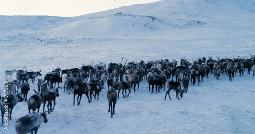 View of the Arctic Mountains. Aerial view of herd of reindeer, which ran on snow in tundra. 4k. Slow Motion photo