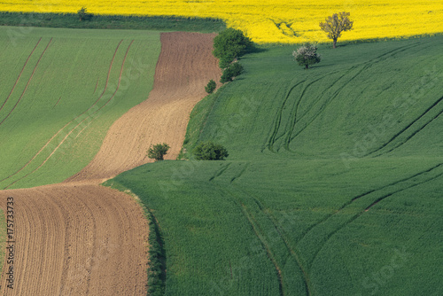 Green fields in the evening in South Moravia, Czech Republic. Waves hills with green grass, rolling fields. Beautiful spring landscape at sunset. Agriculture. Colorful nature background. Concept