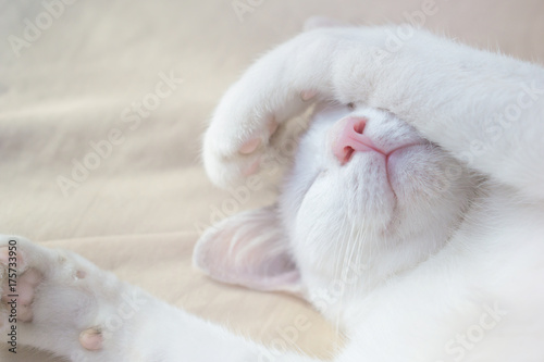 Fototapeta Naklejka Na Ścianę i Meble -  cute white cat sleeping peaceful on bed ,soft tone
