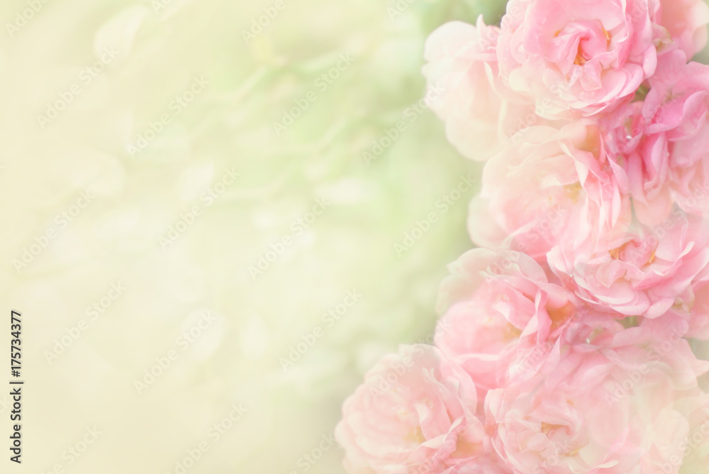 Naklejka premium piękne różowe róże kwiat granicy miękkie tło dla walentynek w pastelowych odcieniach