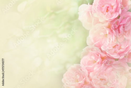 beautiful pink roses flower border soft background for valentine in pastel tone   