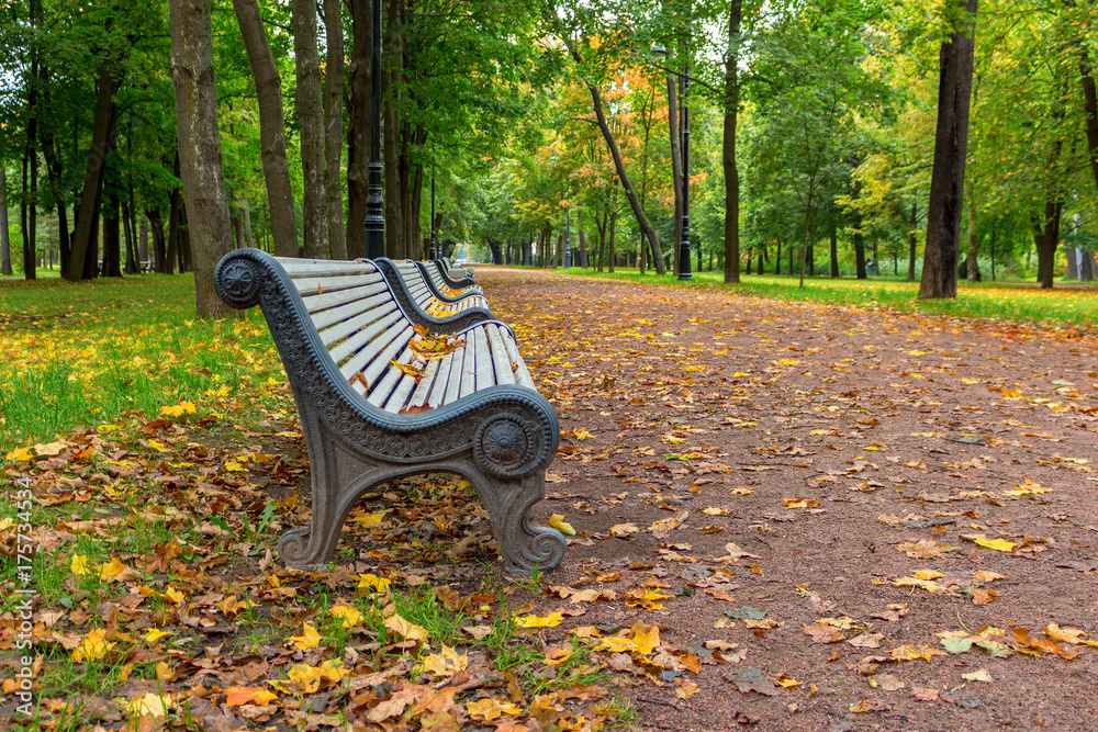 white benches on an empty avenue of autumn park white benches on an empty avenue of autumn park