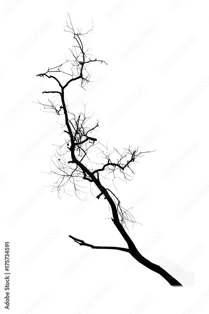 Dead tree silhouette isolated on white background
Dead tree silhouette isolated on white background