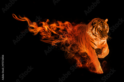 tiger animal kingdom collection with amazing effects © Effect of Darkness
