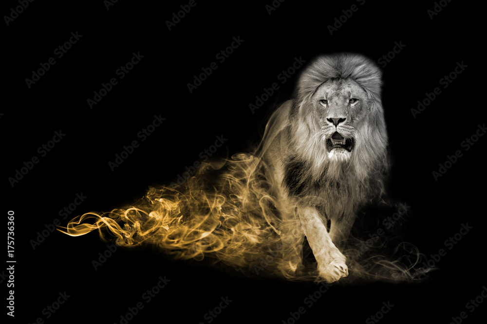 Lion one of the big five animals you must see in africa animal kingdom  collection with amazing effect Stock Photo | Adobe Stock