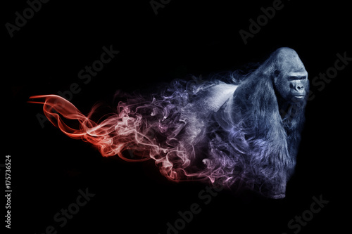 Photographie Gorilla animal kingdom collection with amazing effect