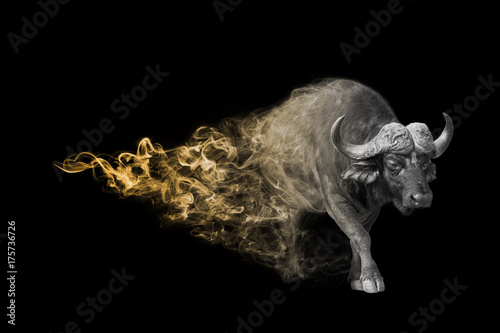 Cape buffalo one of the africa big vife animals you must see Animal kingdom collection