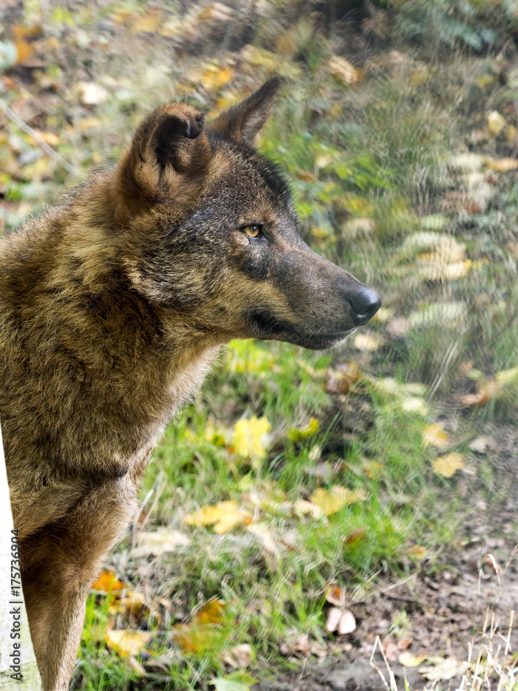 Iberian wolf, Canis lupus signatus, is hidden behind a tree Iberian wolf, Canis lupus signatus, is hidden behind a tree