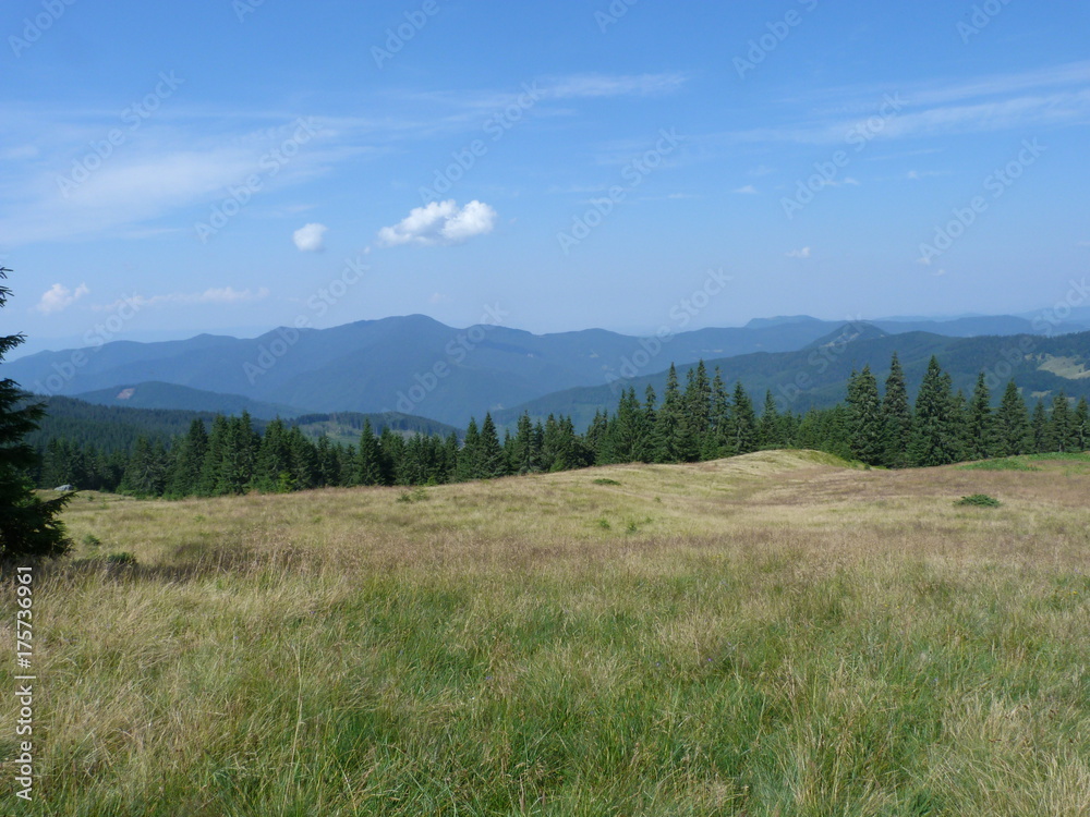vegetation of mountain forests of the Ukrainian Carpathians.