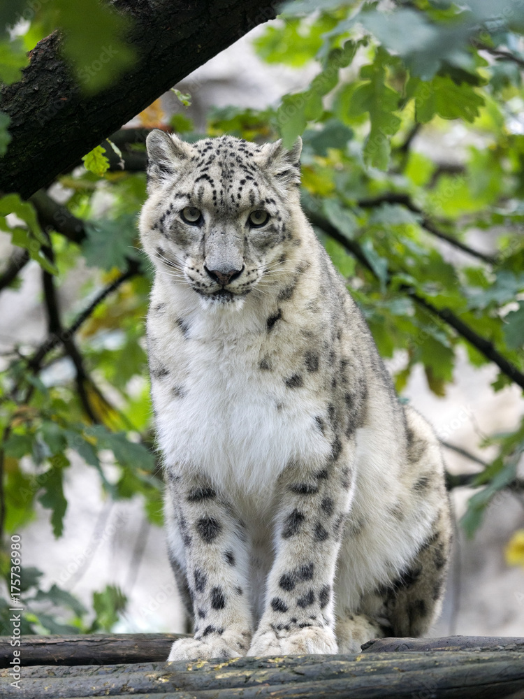 Obraz premium Snow leopard, Uncia ucia, hidden in branches