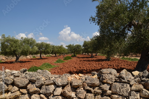 Paesaggio salentino