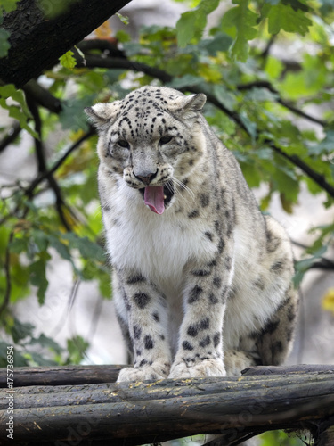 Snow leopard, Uncia ucia, hidden in branches © vladislav333222