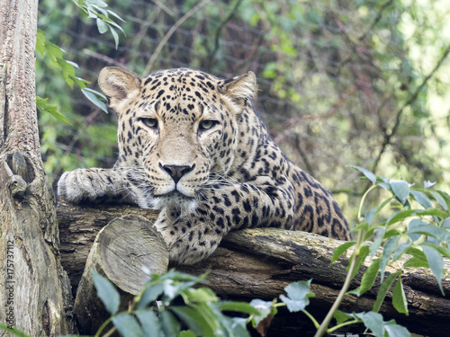 Persian Leopard  Panthera pardus saxicolor  resting on a tree