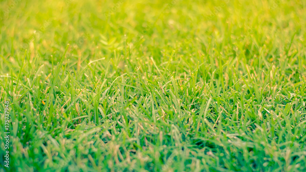 Green grass in the sun. Lawn or meadow in summer. Green grass in the sun. Lawn or meadow in summer.