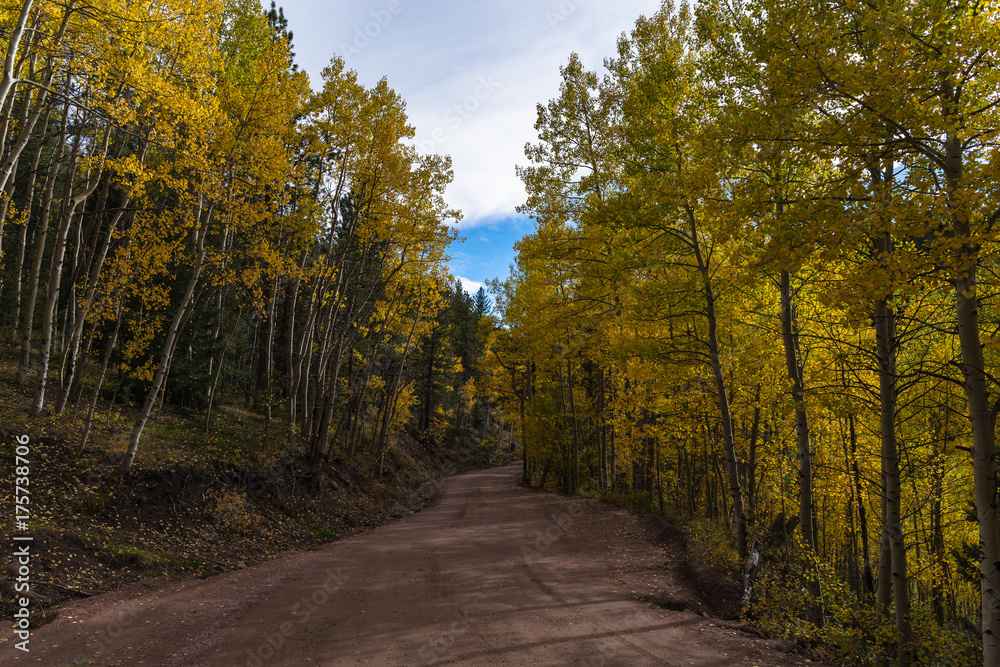 Obraz premium Aspen Lined Mountain Road