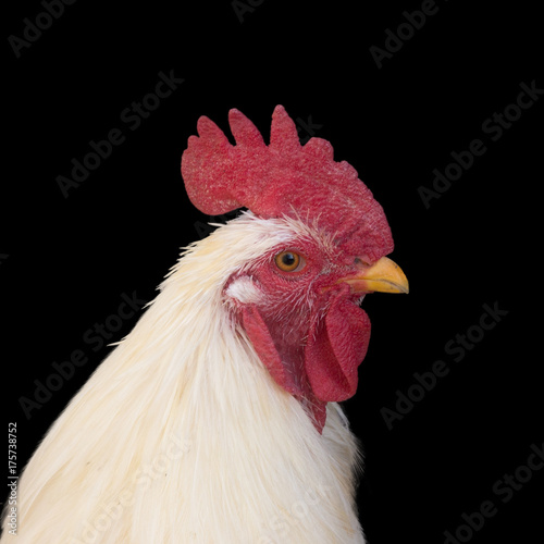 White rooster isolated on black background
