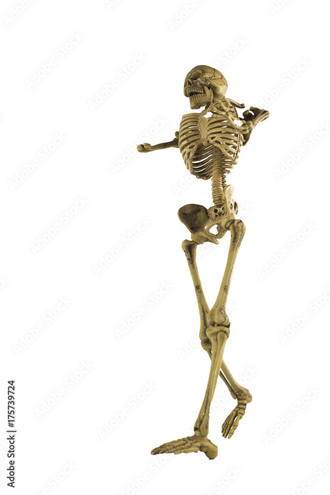human skeleton isolated on white background. human skeleton isolated on white background.