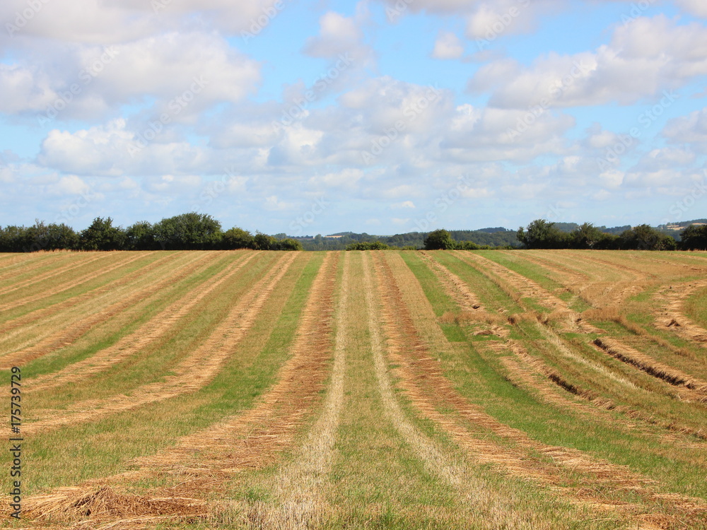 Harvest Hay Field with Blue Sky and Clouds