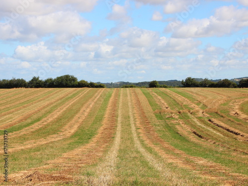 Harvest Hay Field with Blue Sky and Clouds