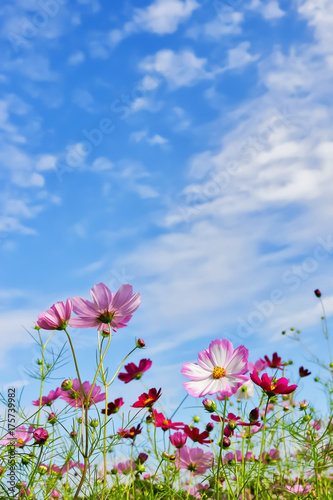 コスモスの花