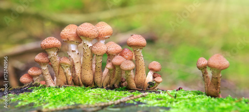 Agaric honey fungus in autumn forest. photo