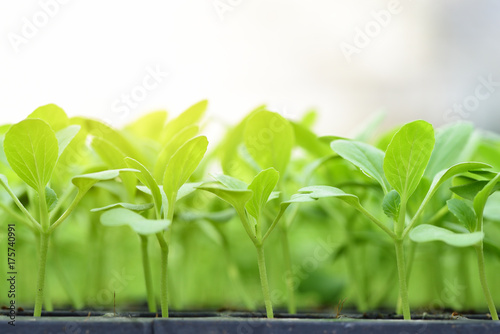 Small seedlings of lettuce in cultivation tray