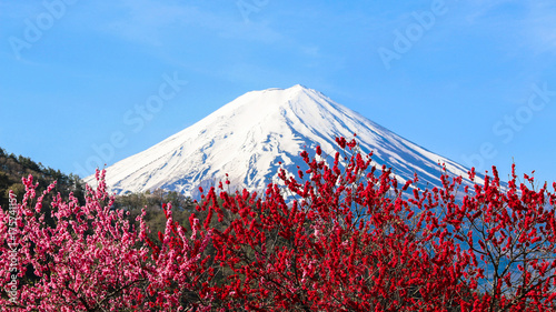 Beautiful view of Mt Fuji with plum blossom in spring season in Japan. photo