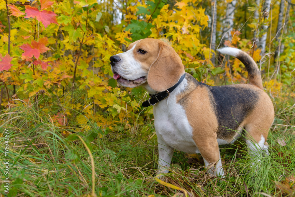 Beagle dog on a background of autumn forest Beagle dog on a background of autumn forest