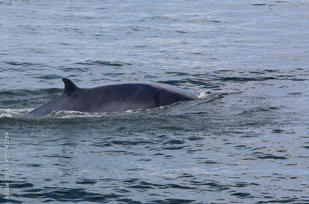 Obraz premium Bryde's whale in the deep blue sea