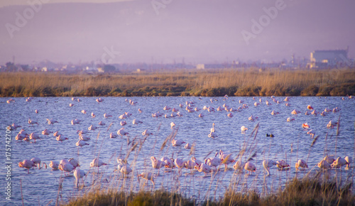 flamingos in the Ebro Delta Natural Park, catalonia