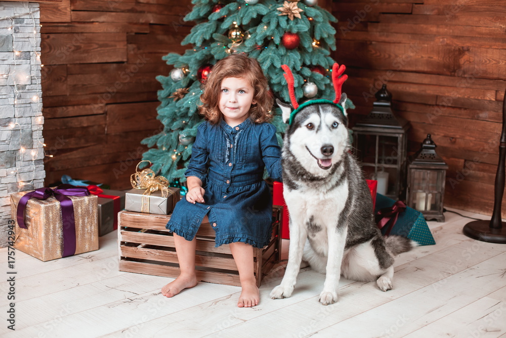 Beautiful child girl play with the dog of breed Husky in New Year interior with Christmas tree and fireplace Beautiful child girl play with the dog of breed Husky in New Year interior with Christmas tree and fireplace